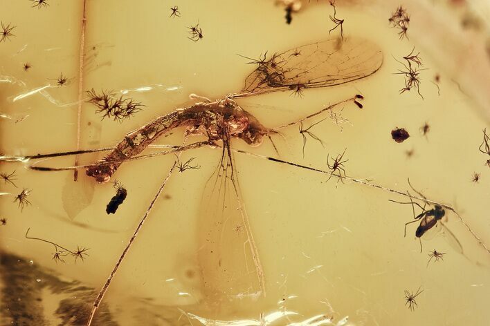 Detailed Fossil Crane Fly (Elephantomyia) w/ Proboscis In Baltic Amber #315578